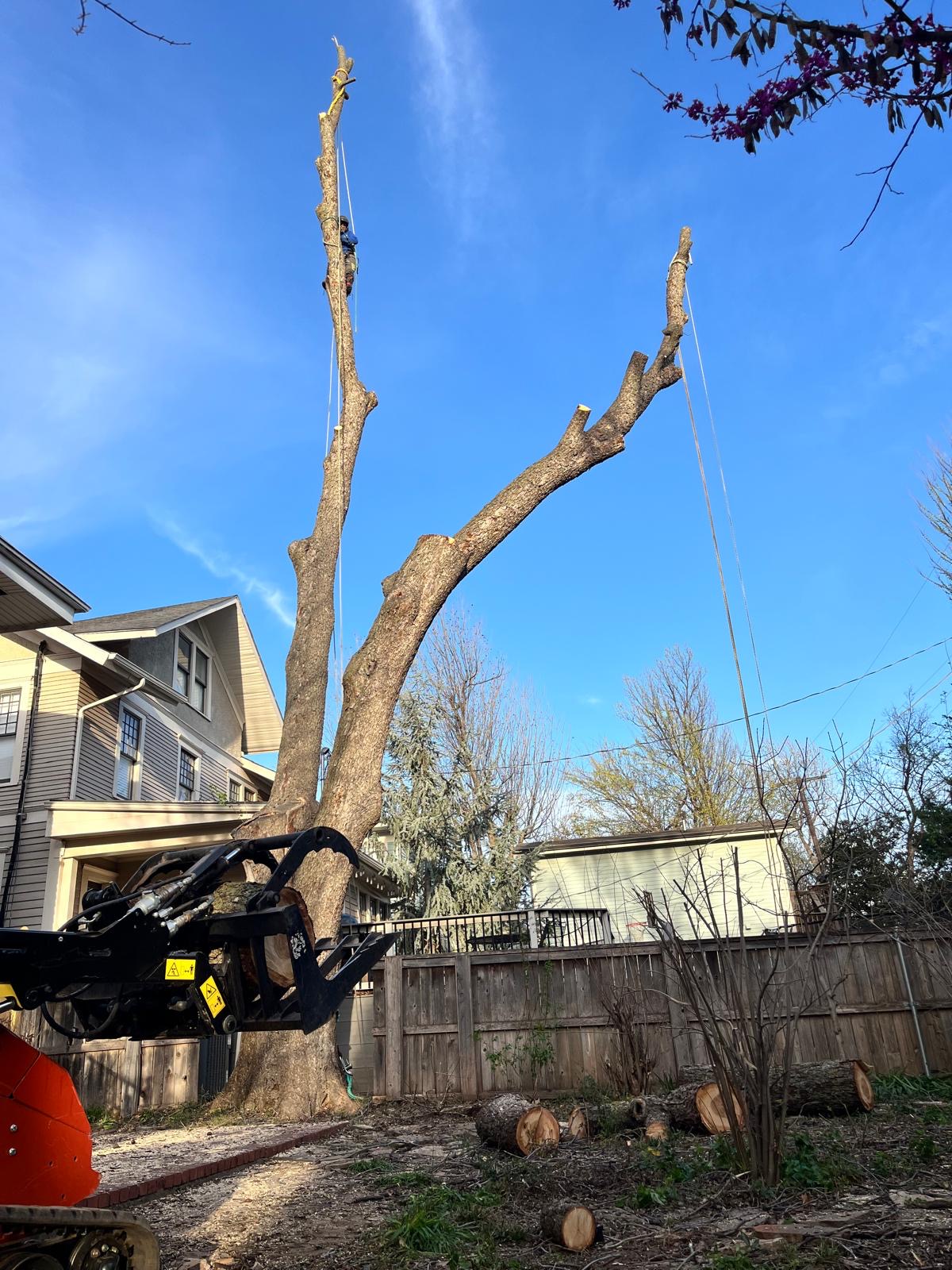 Crew member roped high into a dead tree during a technical removal, grapple skid steer staged below